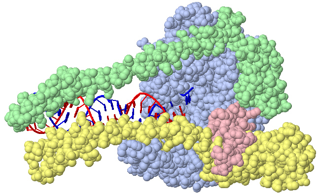RNA-Polymerase